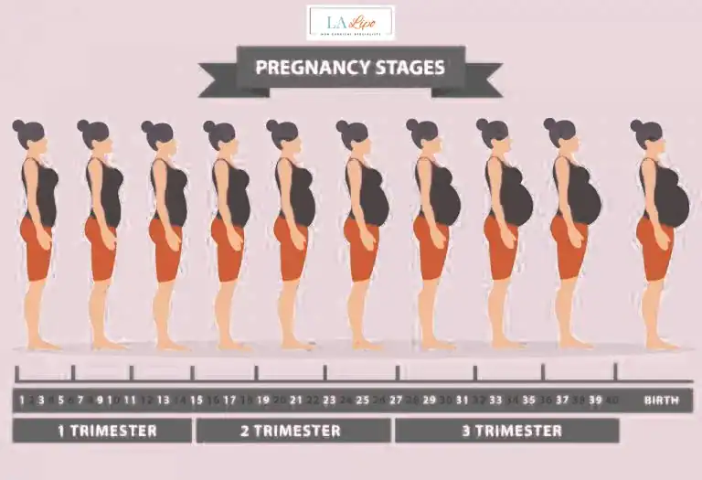 First Trimester (Weeks 1–12): Early Changes You Might Not Notice Brompton
